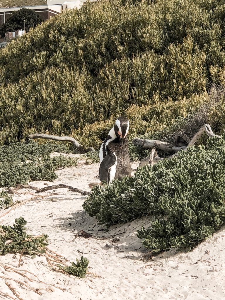 Highlights in Kapstadt Boulders Beach Pinguine