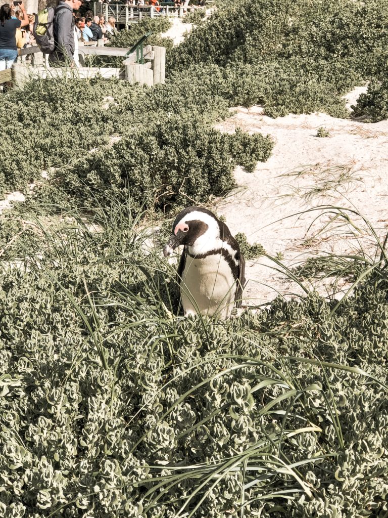 Highlights in Kapstadt Boulders Beach Pinguine