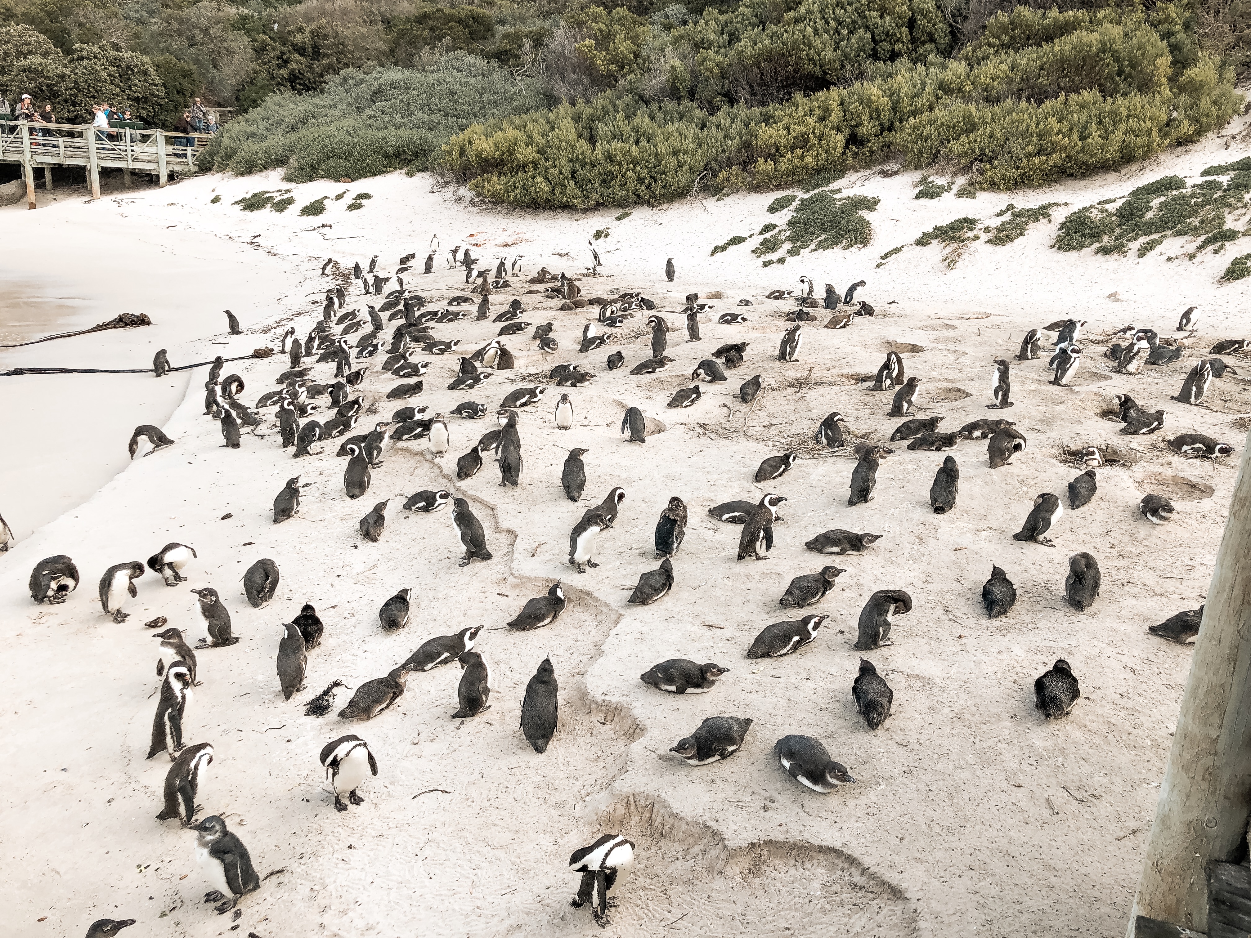 Highlights in Kapstadt Boulders Beach Pinguine