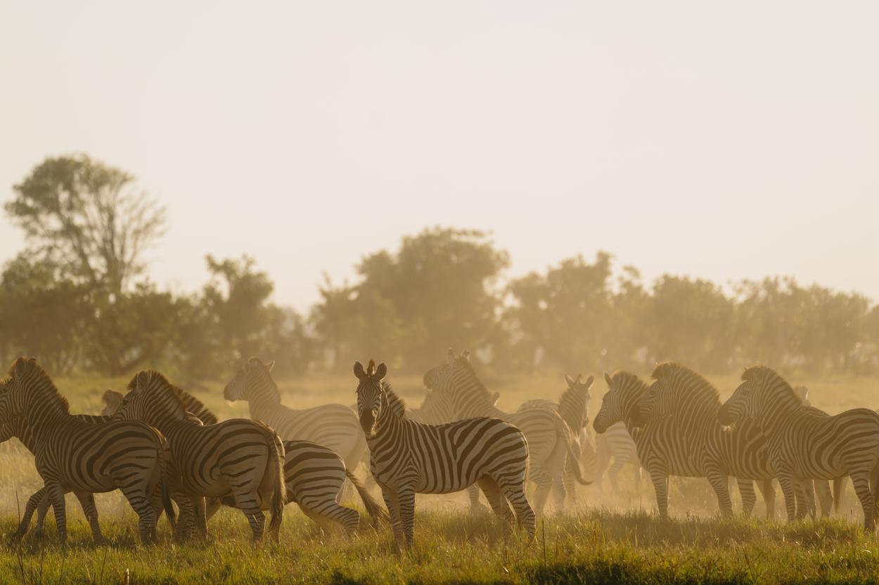 Wilderness Mokete Botswana