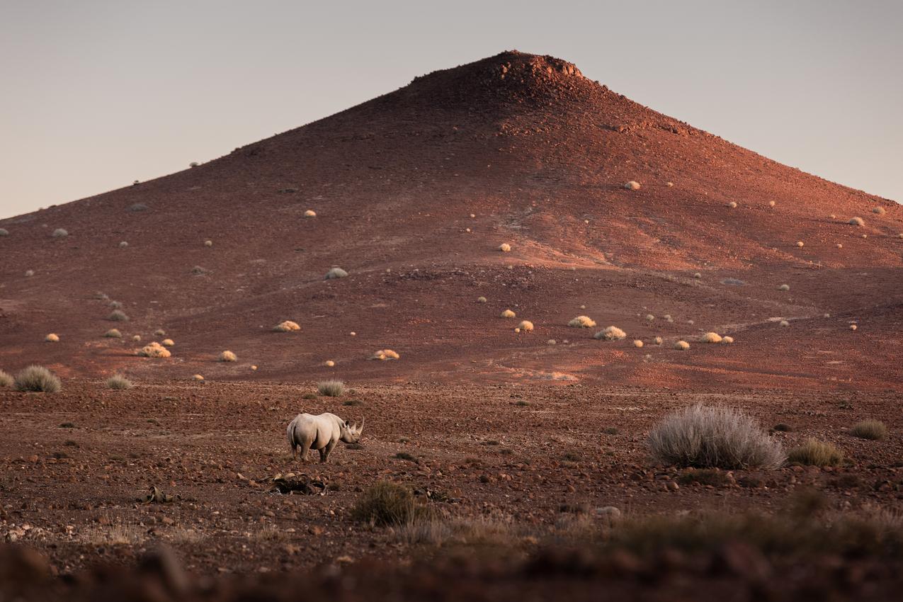 Wilderness Desert Rhino Camp